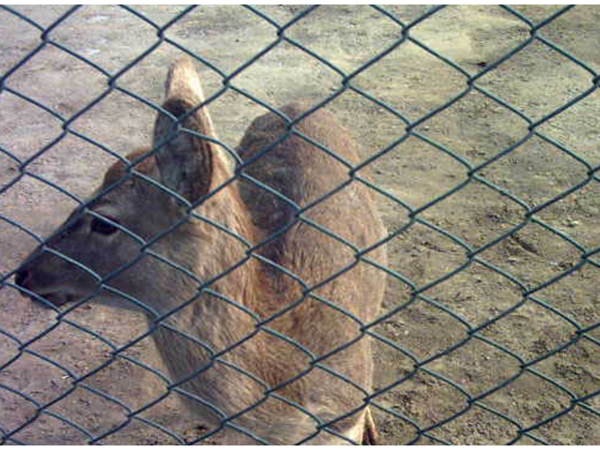 養殖圍欄網圖片2 養殖圍欄網圖片2