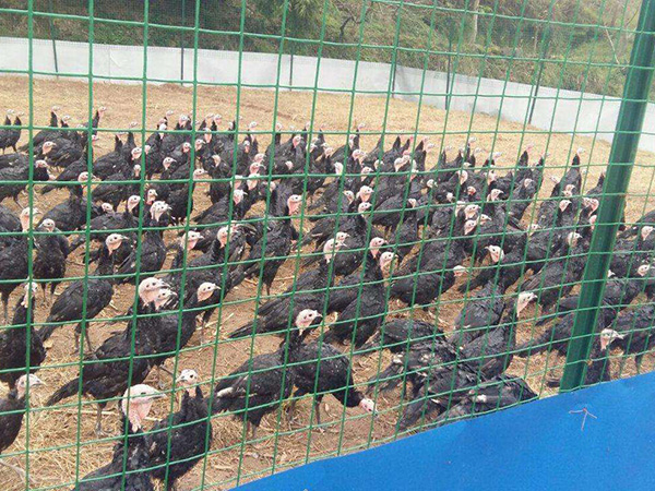 圈地護欄網(wǎng) - 安平縣中澤絲網(wǎng)制造有限公司圖片2